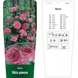 Rosa pienna różowa FPROZ031