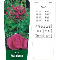 Rosa pienna purpurowa FPROZ037