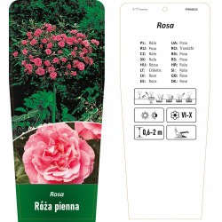 Rosa pienna różowa FPROZ010