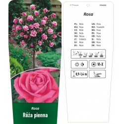 Rosa pienna mocny róż FPROZ003