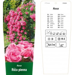 Rosa pienna różowa FPROZ002