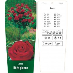 Rosa pienna czerwona FPROZ006