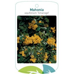 Mahonia aquifolium...