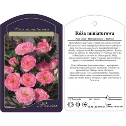 Rosa mini różowa FPPLRZ0204