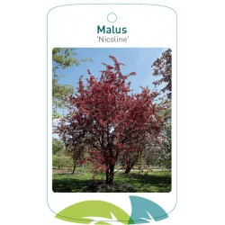 Malus 'Nicoline' FMTLL1545