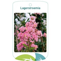 Lagerstroemia light pink...