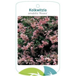 Kolkwitzia amabilis 'Rosea'...