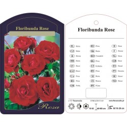 Rosa floribunda czerwona...