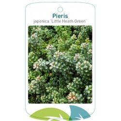 Pieris japonica 'Little...