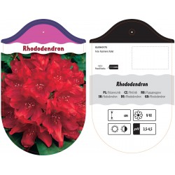 Rhododendron czerwony GLRH0175
