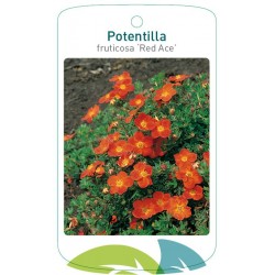 Potentilla fruticosa 'Red...