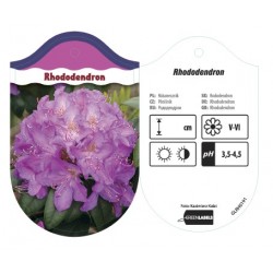 Rhododendron jasnofioletowy...