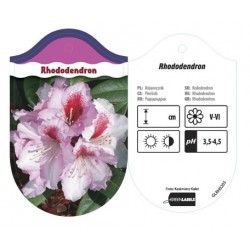 Rhododendron różowobiały z...