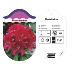 Rhododendron czerwonoróżowy...