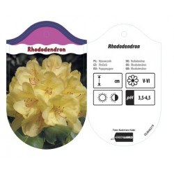 Rhododendron żółty GLRH0219
