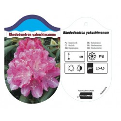 Rhododendron yakushimanum...