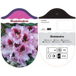 Rhododendron liliowy z...