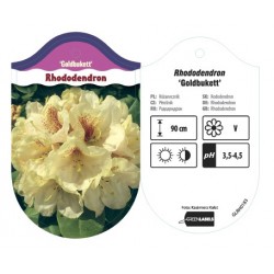 Rhododendron 'Goldbukett'...