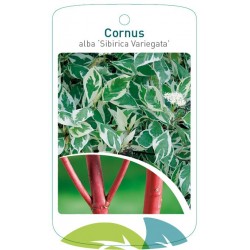 Cornus alba 'Sibirica...