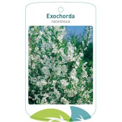 Exochorda racemosa FMTLL1239