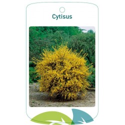 Cytisus (yellow) FMTLL1319