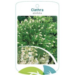 Clethra alnifolia FMTLL0477