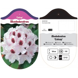 Rhododendron 'Calsap' GLRH0163