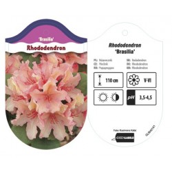 Rhododendron 'Brasilia'...