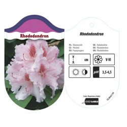Rhododendron bladoróżowy...