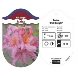 Azalea 'Pink Delight' GLRH0129
