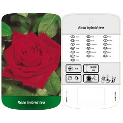 Rosa Hybrid Tea czerwona...