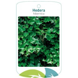 Hedera hibernica FMTLL0121