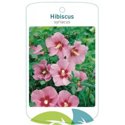 Hibiscus syriacus pink...