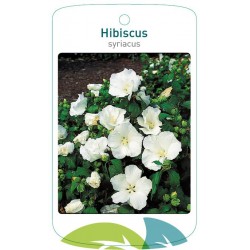 Hibiscus syriacus white...