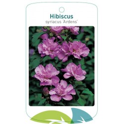 Hibiscus syriacus 'Ardens'...