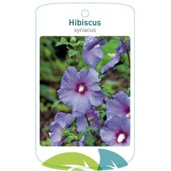 Hibiscus syriacus blue...