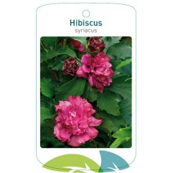 Hibiscus syriacus double...