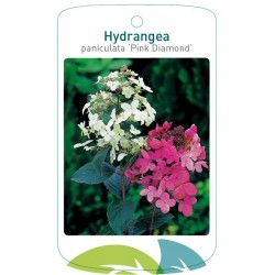 Hydrangea paniculata 'Pink...
