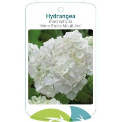 Hydrangea macrophylla 'Mme...