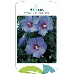 Hibiscus syriacus 'Oiseau...