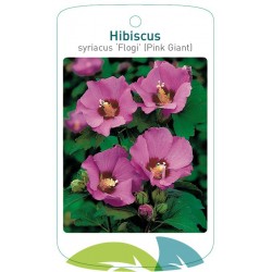 Hibiscus syriacus 'Flogi'...
