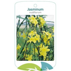 Jasminum nudiflorum FMTLL0136