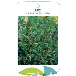 Ilex aquifolium 'Myrtifolia...