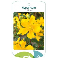 Hypericum 'Hidcote' FMTLL0780