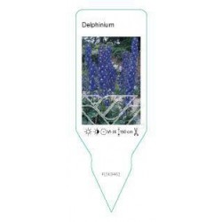 Delphinium (donkerblauw)...