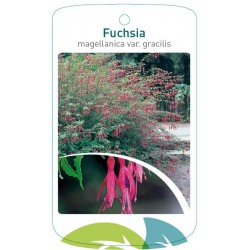 Fuchsia magelanica var....