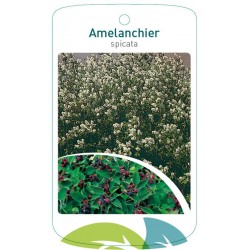 Amelanchier spicata FMTLL0897