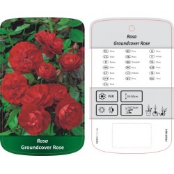 Rosa Groundcover czerwona...