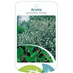 Aronia xprunifolia 'Viking'...