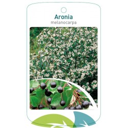 Aronia melanocarpa FMTLL1582